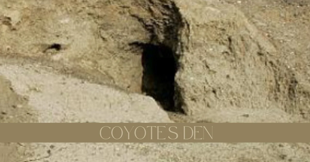 coyote's den